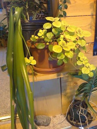 swiss ivy and sea onion