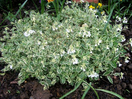 Rock Cress - loads of flowers (Arabis alpina 'varigata' (Alpine Rock-cress))