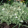 Rock Cress - loads of flowers (Arabis alpina 'varigata' (Alpine Rock-cress))
