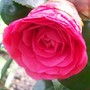 7_4_5.jpg (Camellia japonica (Camellia))