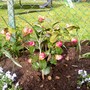 7_4_6.jpg (Camellia japonica (Camellia))