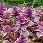 Ajuga reptans (Ajuga reptans (Bugle))