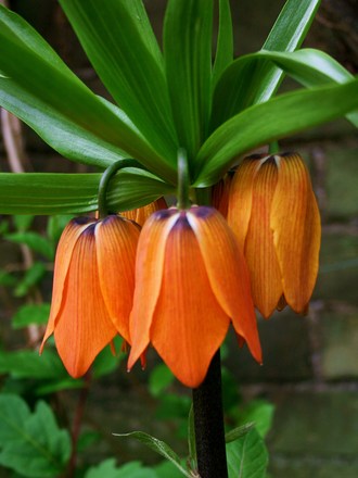 Spring in a Friends Garden