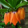 Fritillaria_imperialis_in_a_friends_garden