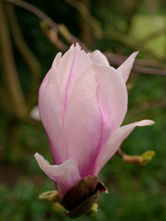 Magnolia soulangiana in_a_friends_garden.jpg