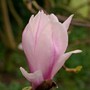 Magnolia soulangiana in_a_friends_garden.jpg