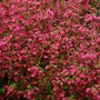Ribes_sanguinium__10_year_old_self_sown_in_a_friends_garden.jpg