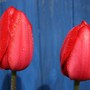 Raindrops_on_tulips_in_my_garden