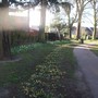 daffs in park