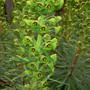 Another plant to have near water (Euphorbia characias ssp. wulfenii (Spurge))