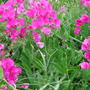 Lathyrus latifolius