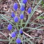 Grape Hyacinths (Muscari armeniacum (Grape hyacinth))