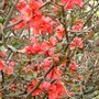 Japonica (Chaenomeles japonica (Japonica))