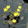 Nymphoides peltata
