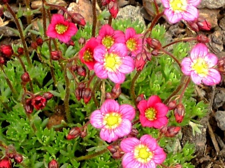 Saxifrage on edge of conifer bed (Saxifraga 