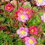 Saxifrage on edge of conifer bed (Saxifraga "peter pan")