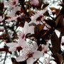 Prunus Spinosa (Prunus spinosa Purpurea)