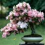 Azalea_20indicum_2060cm