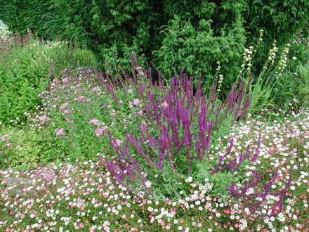 top flower bed (Erigeron karvinskianus)