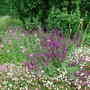 top flower bed (Erigeron karvinskianus)