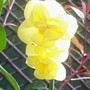 Yellow Cheerfulness (Narcissus)