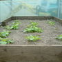 potato raised bed