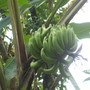 Bananas