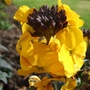 Erysimum__walbertson_s_fragrant_sunshine__2