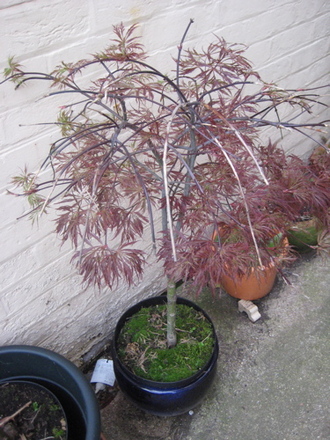 Acer 2