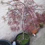 Acer 2