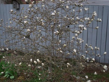 MAGNOLIA TREE