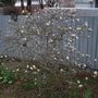 Magnolia_tree