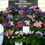 Shrewsbury Flower Show 2005