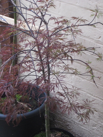 acer