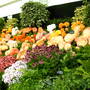 Shrewsbury Flower Show 2005 (Begonia)