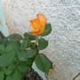 My mother's garden - orange rose