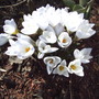 White Crocus (Crocus vernus)