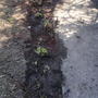 2008-04-08_a_row_of_newly_transplanted_hollyhocks