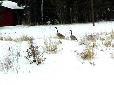 Canadian Geese