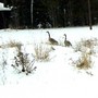 Canadian_geese