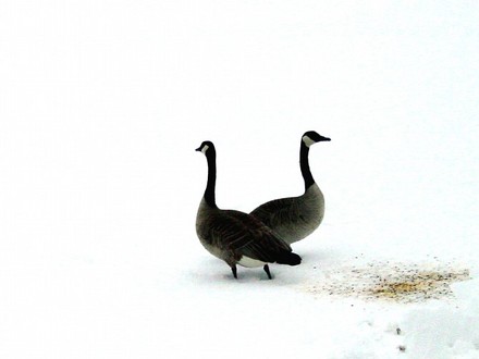 Canadian Geese