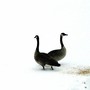 Canadian_geese1