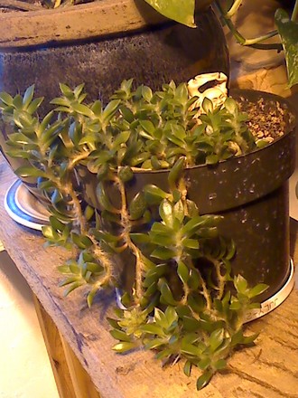 jellybean cactus (sedum)