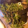 jellybean cactus (sedum)