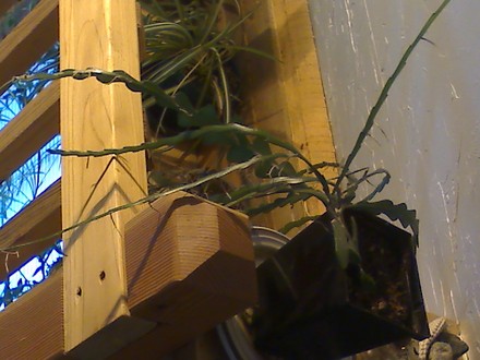 orchid cactus