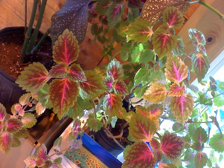 coleus (coleus)
