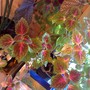 coleus (coleus)