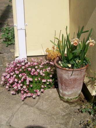 front garden - corner next to ally to back gate