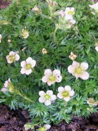 Saxifraga 'Peter White' (saxifraga)