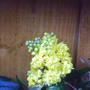 Mahonia aquilfolium mountain grape holly